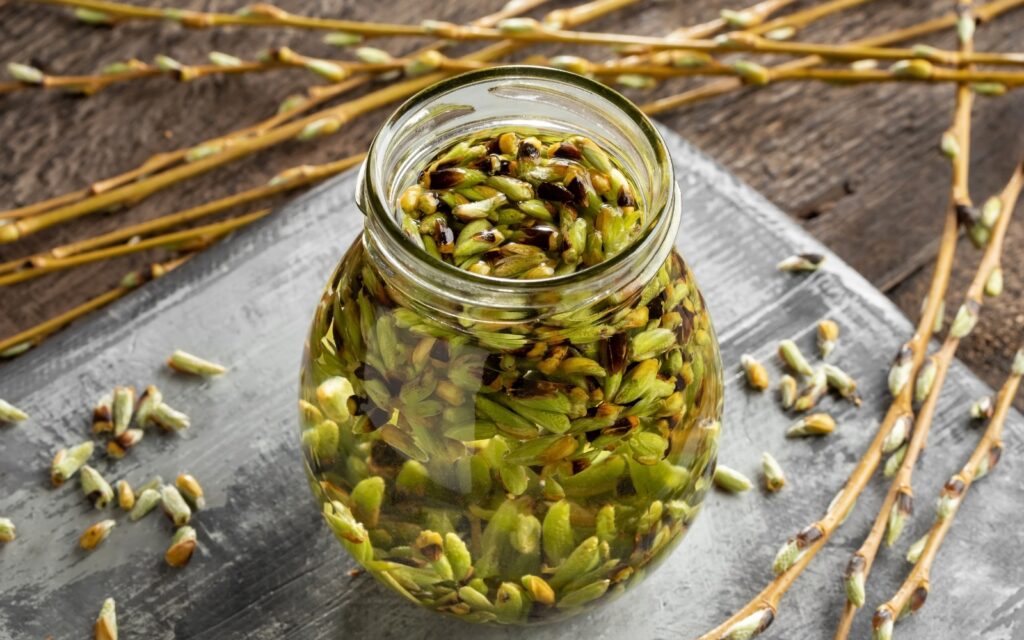 Stage pratique Pratiquer la gemmothérapie