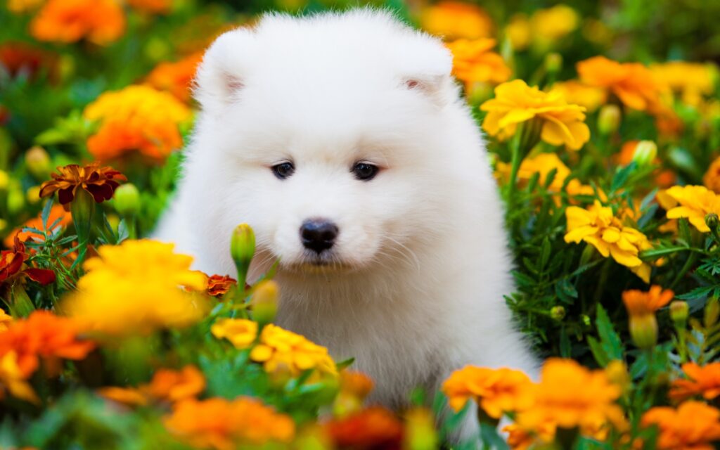 chat chien - Phytothérapie animale sud-ouest