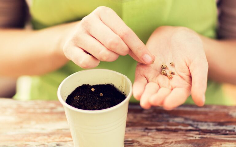 Module pro Entreprendre avec les plantes : de l'idée au projet